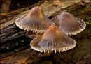 Mycena Fungi